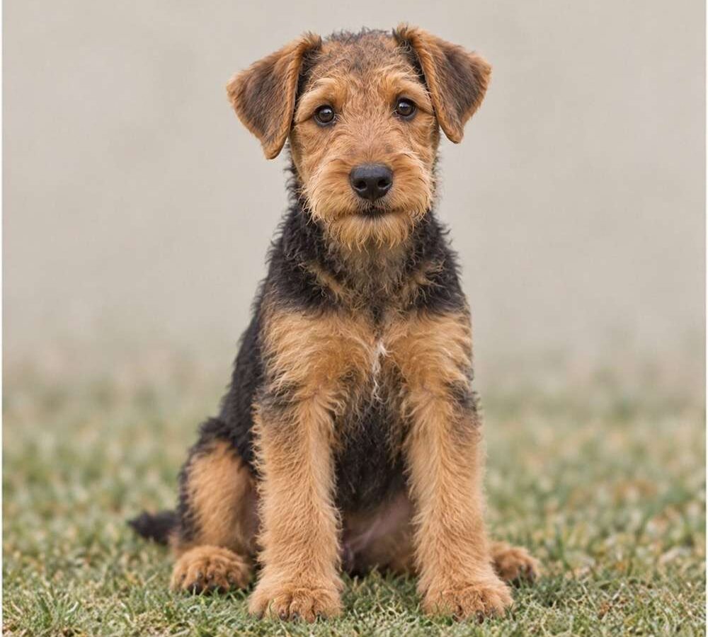 Airedale Terrier — Wags About You