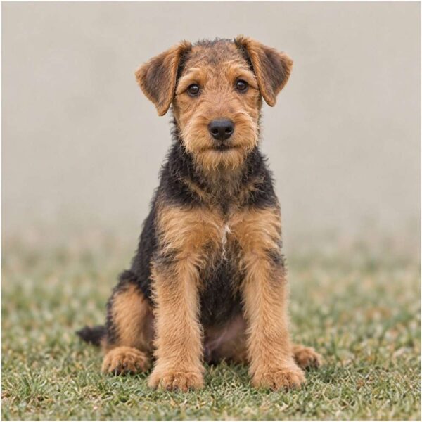 Airedale Terrier — Wags About You