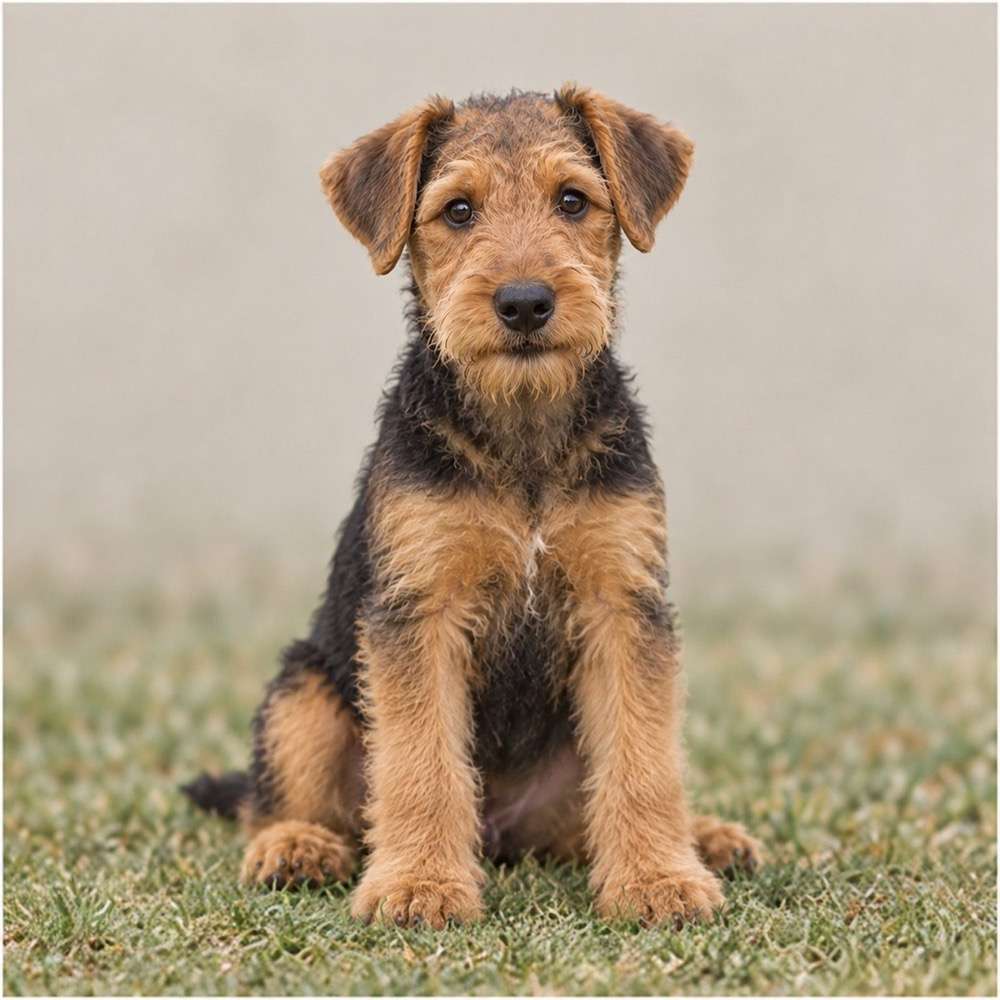 Airedale Terrier with a wiry tan and black coat, standing proudly outdoors