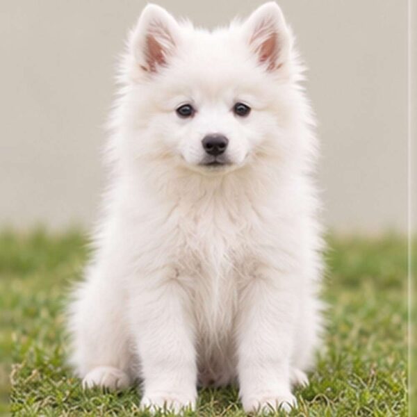 American Eskimo — Wags About You
