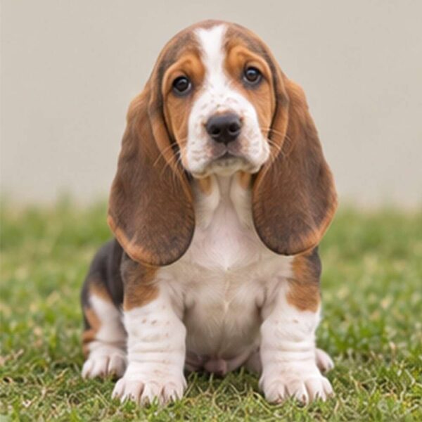 Basset Hound — Wags About You