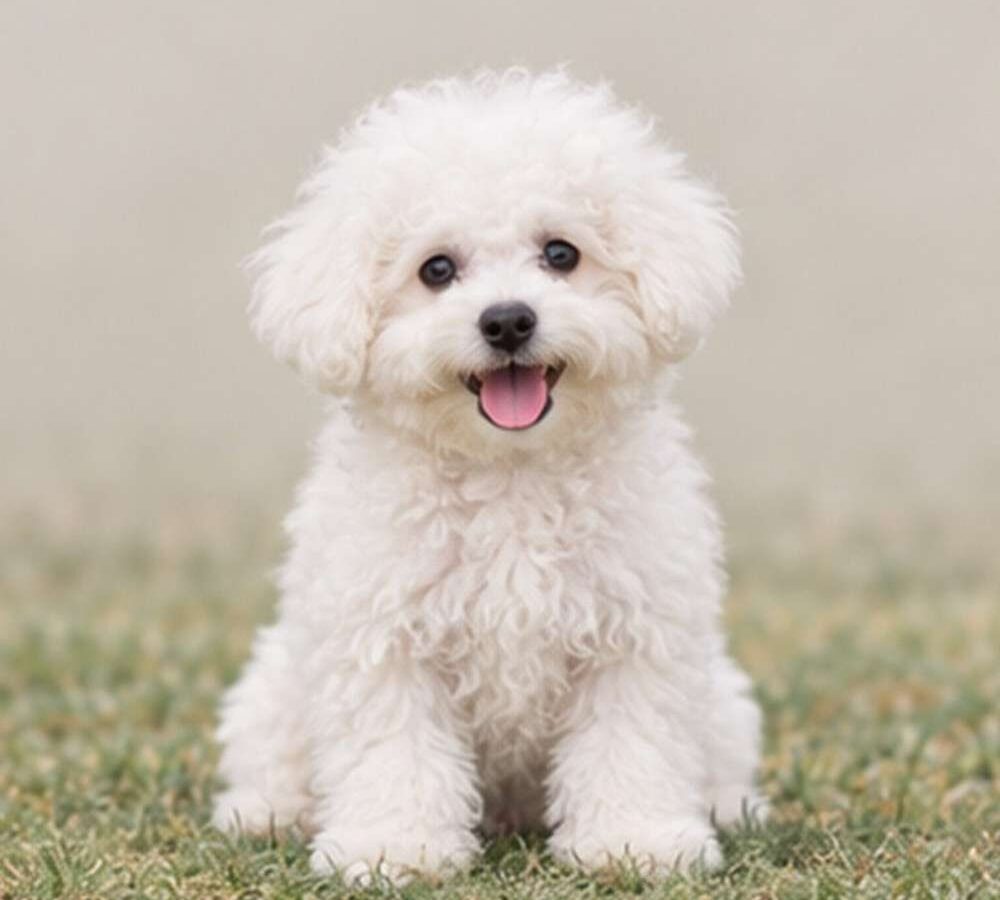Bichon Frise — Wags About You