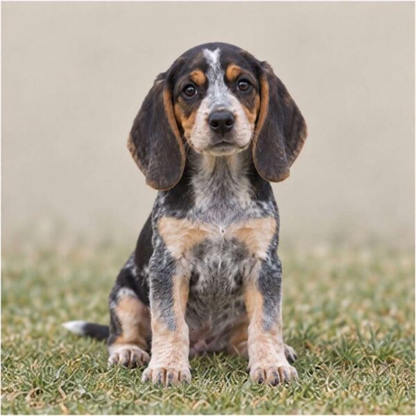 Bluetick Coonhound — Wags About You