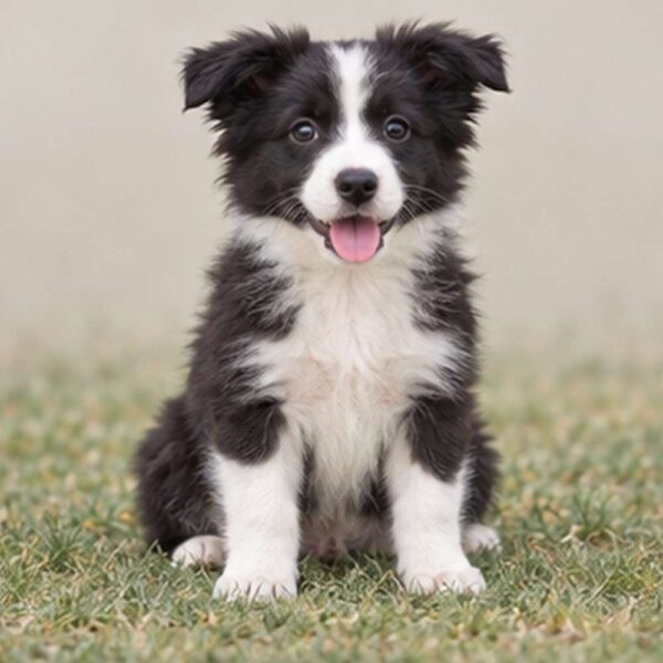 Border Collie — Wags About You