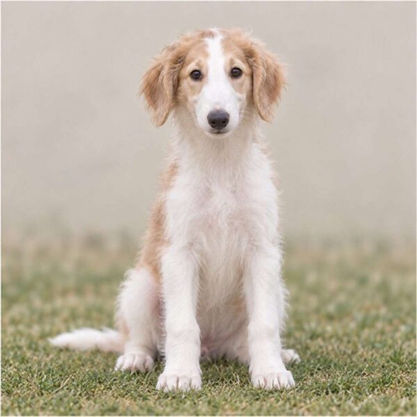 Borzoi — Wags About You