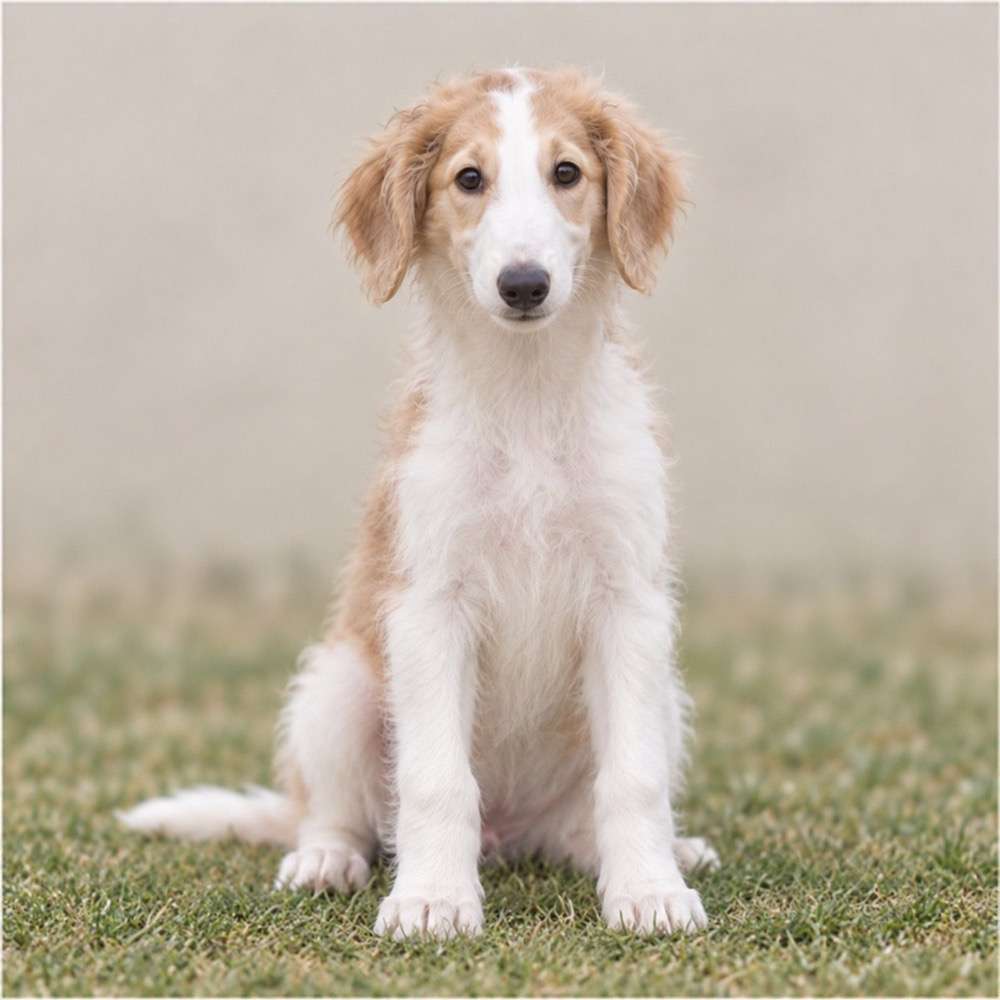 Elegant Borzoi standing gracefully, with long, flowing white and cream coat