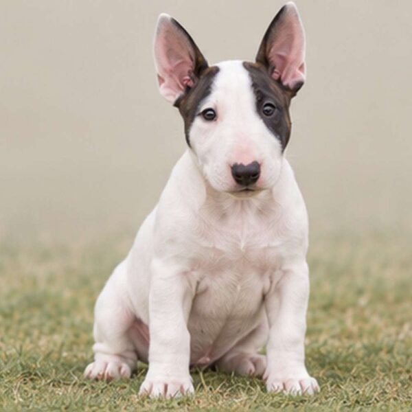 Bull Terrier — Wags About You