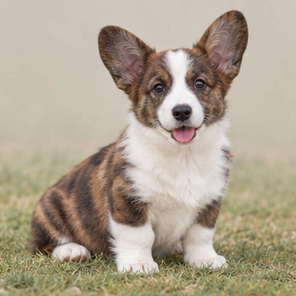 Cardigan Welsh Corgi — Wags About You