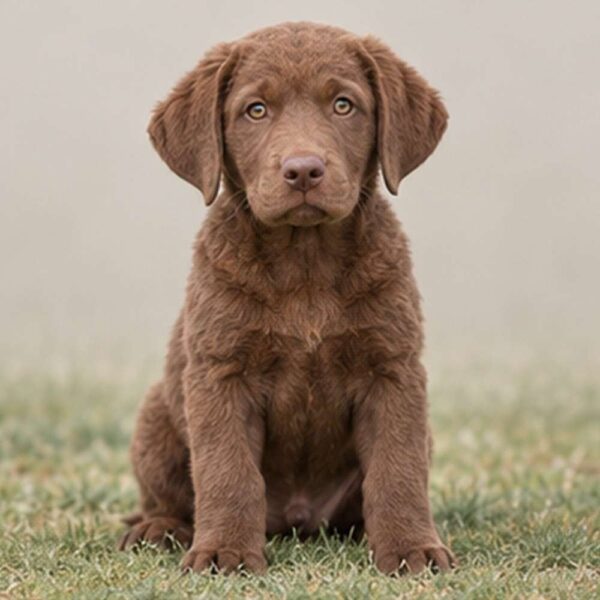 Chesapeake Bay Retriever — Wags About You
