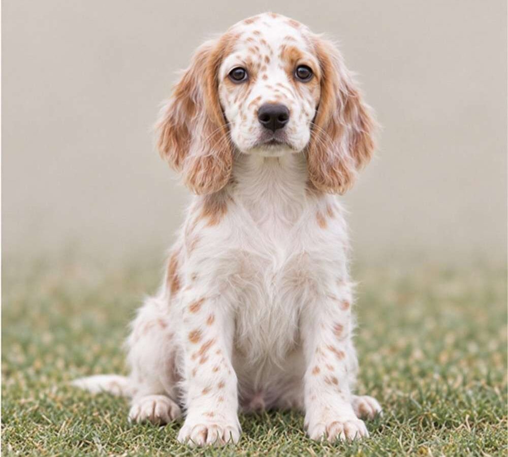 English Setter — Wags About You