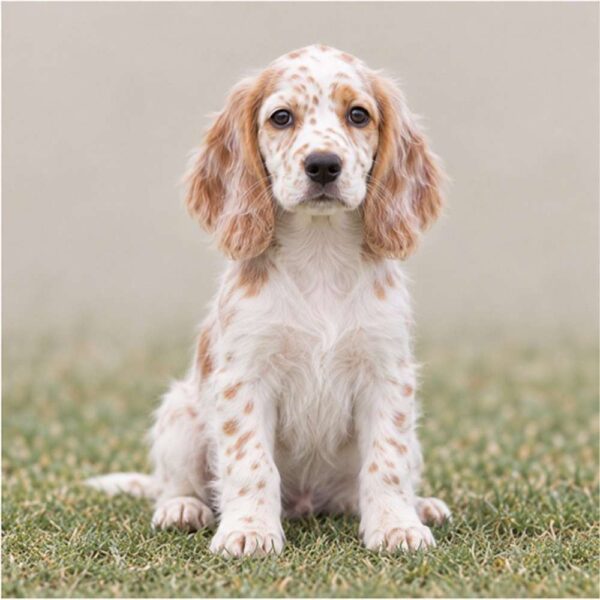 English Setter — Wags About You