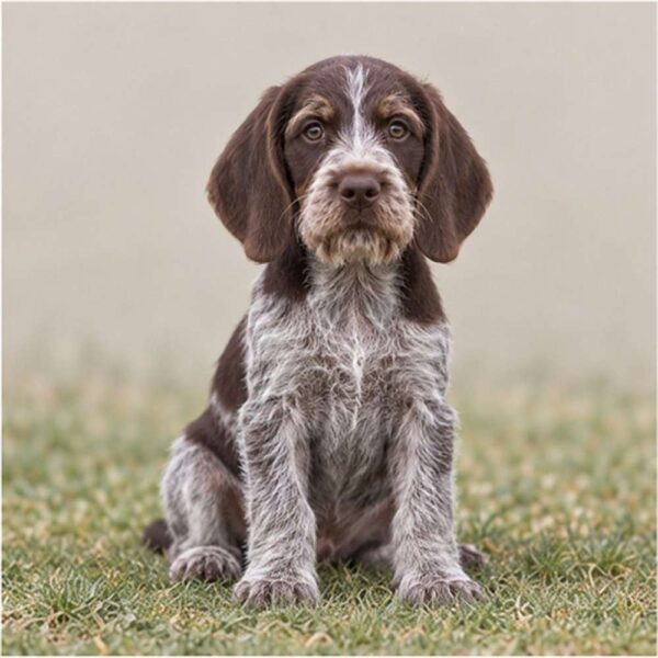 German Wirehaired Pointer — Wags About You