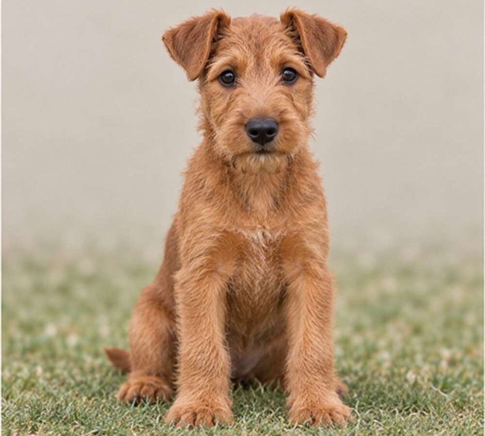 Irish Terrier — Wags About You