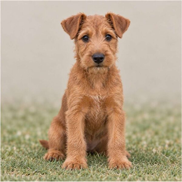 Irish Terrier — Wags About You
