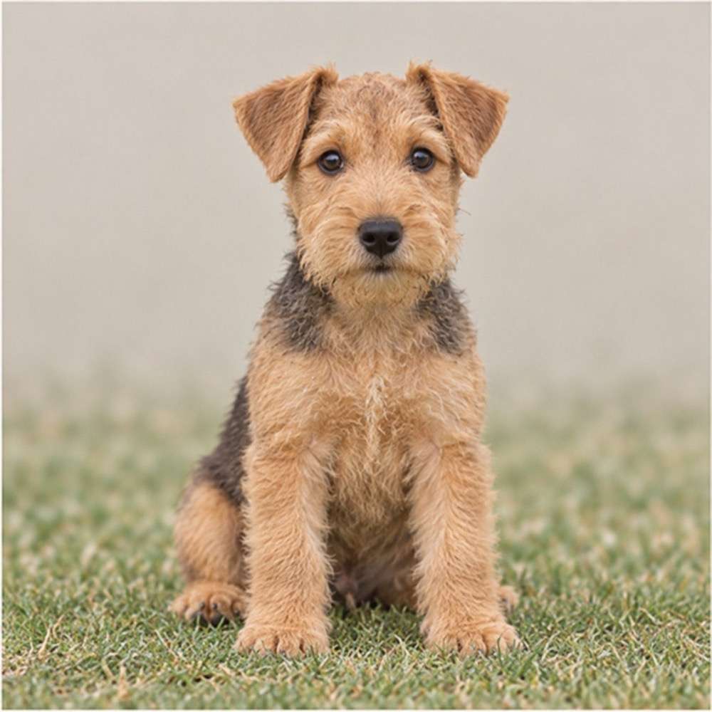 Brown and tan Lakeland Terrier standing proudly with a wiry coat