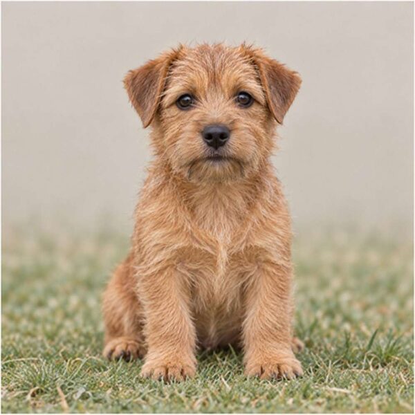 Norfolk Terrier — Wags About You