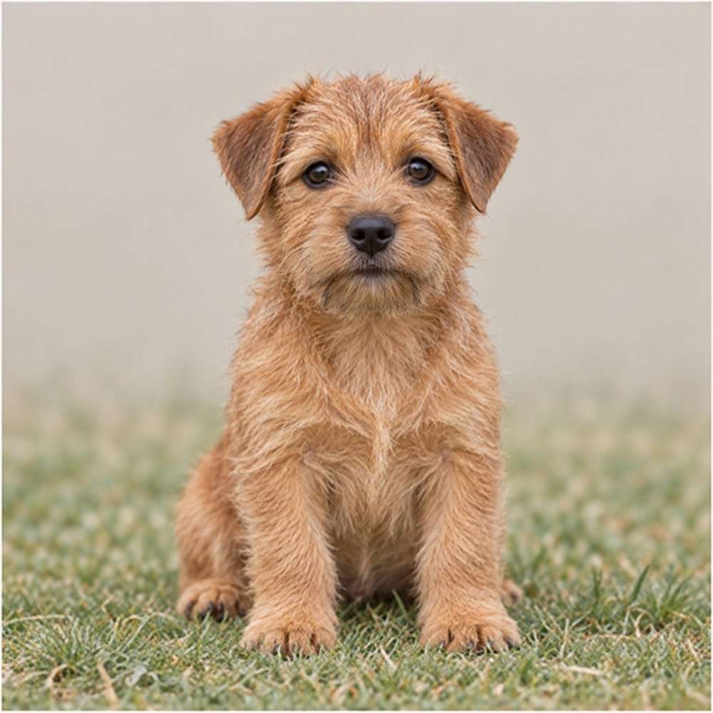 Small, scruffy dog with a wiry coat, tan and black coloring, standing alert