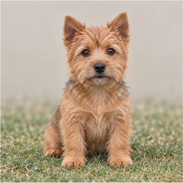 Norwich Terrier — Wags About You