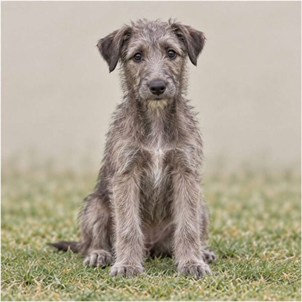 Scottish Deerhound — Wags About You