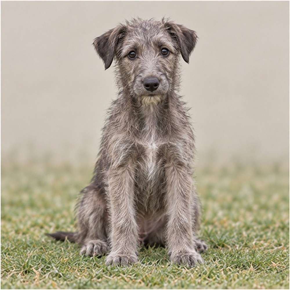 Scottish Deerhound pupppies breed