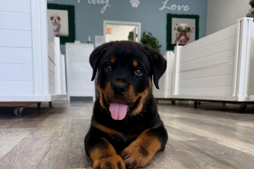 rottweiler puppy in play area