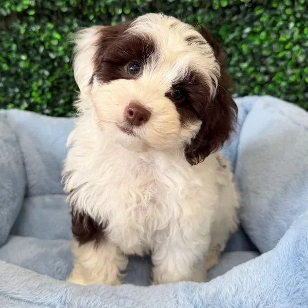 Cockapoo male puppy adopted from Wags About You