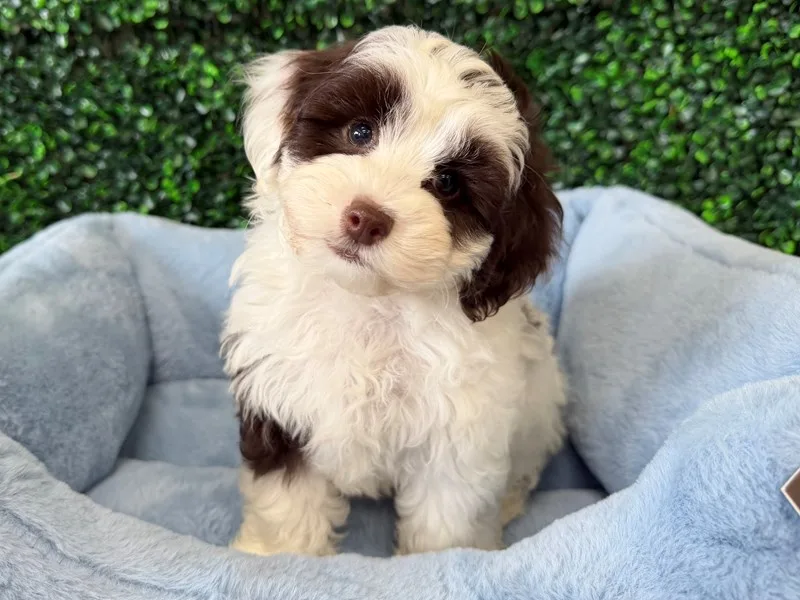 Cockapoo Male