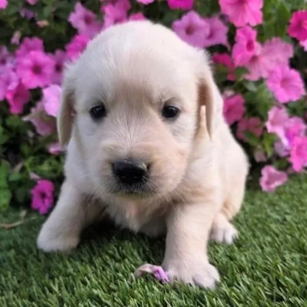 Golden Retriever female puppy adopted from Wags About You