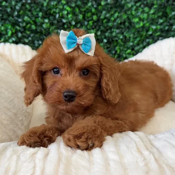 Cavapoo female puppy adopted from Wags About You