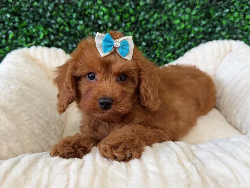Cavapoo Female