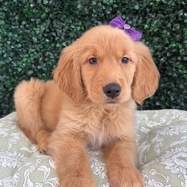 Golden Retriever female puppy adopted from Wags About You