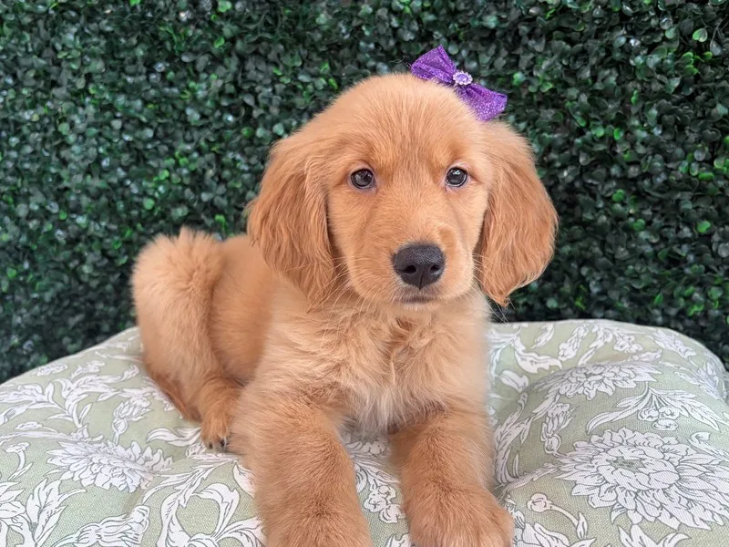 Golden Retriever Female