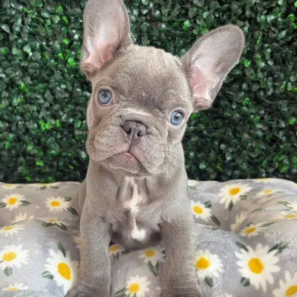 French Bulldog female puppy adopted from Wags About You