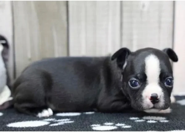Boston Terrier male puppy adopted from Wags About You
