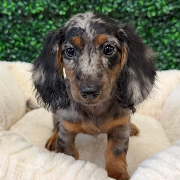 Mini Dachshund female puppy adopted from Wags About You