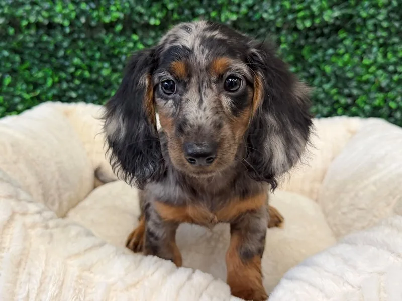 Mini Dachshund Female