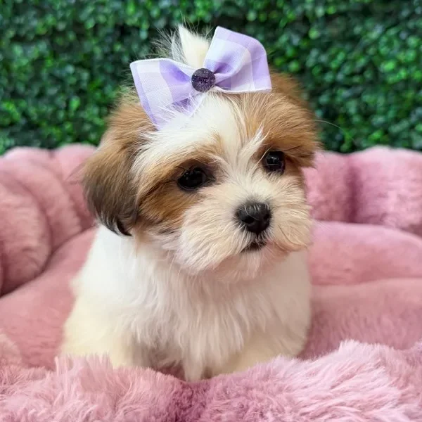 Maltitzu female puppy adopted from Wags About You
