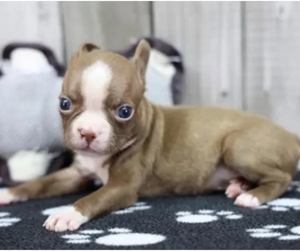 Boston Terrier female puppy adopted from Wags About You
