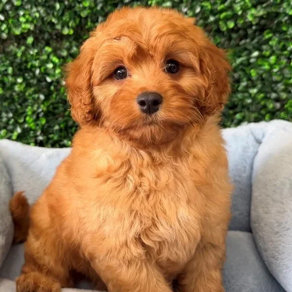 Cavapoo male puppy adopted from Wags About You