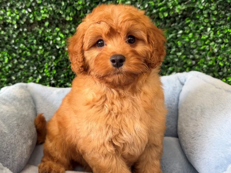 Cavapoo Male