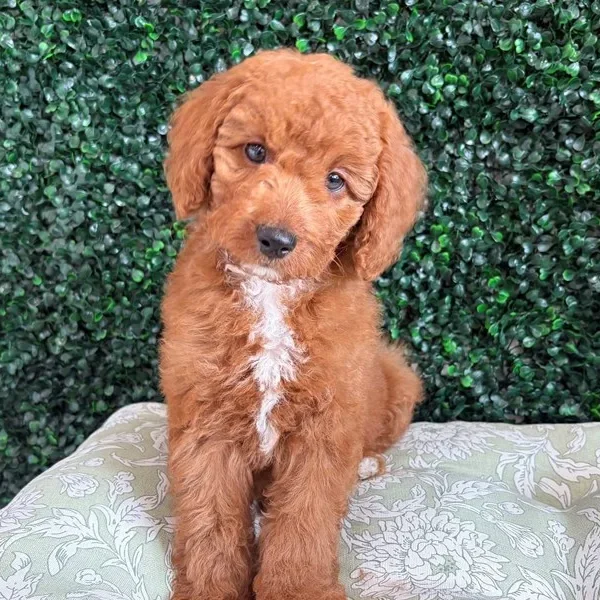 Cavapoo male puppy adopted from Wags About You