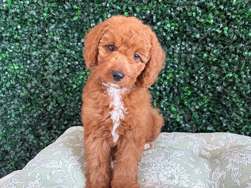 Cavapoo Male