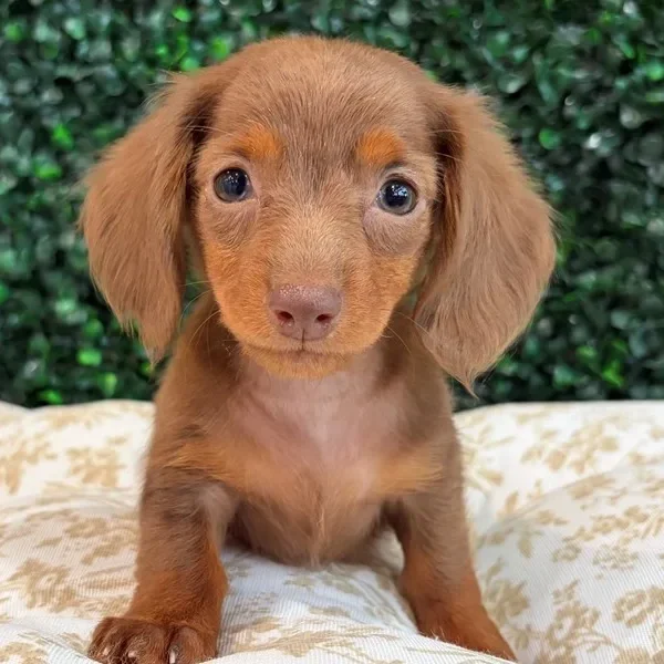 Mini Dachshund female puppy adopted from Wags About You