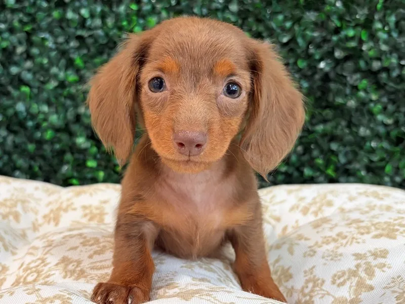 Mini Dachshund Female