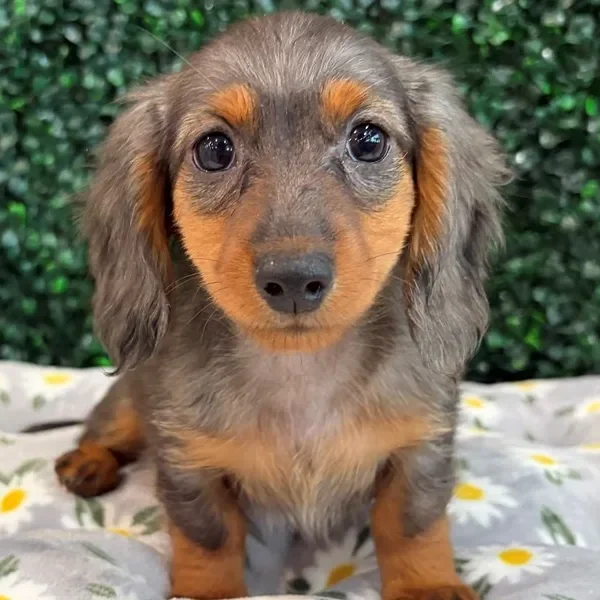 Mini Dachshund female puppy adopted from Wags About You