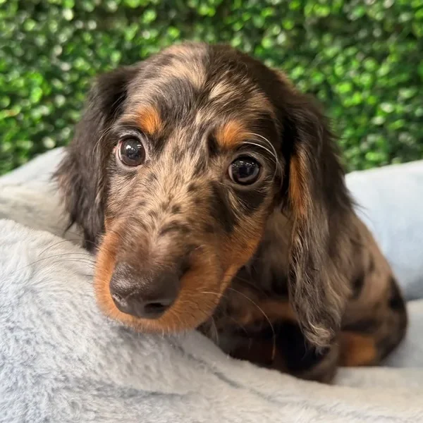 Mini Dachshund male puppy adopted from Wags About You