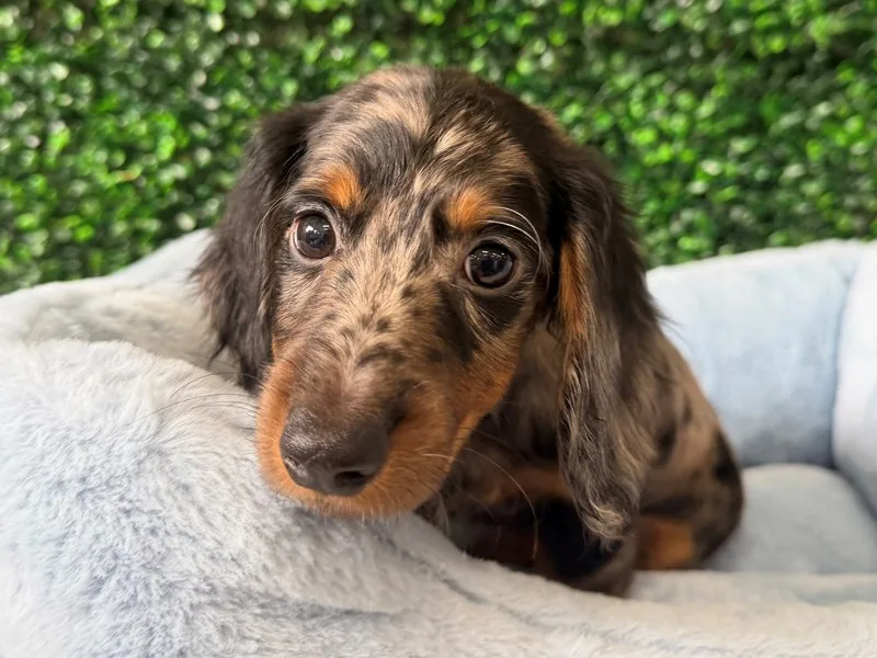 Mini Dachshund Male