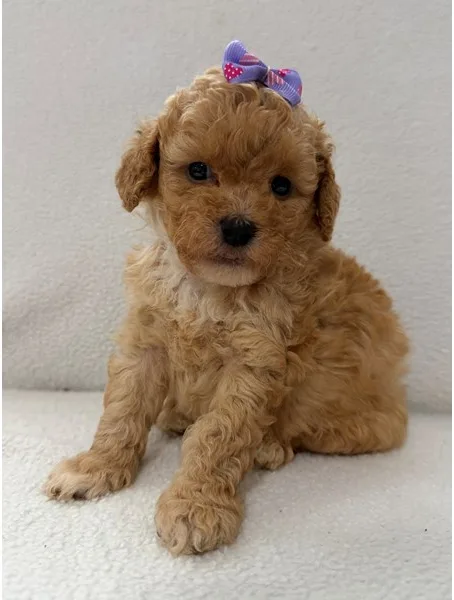 Cavapoo Female
