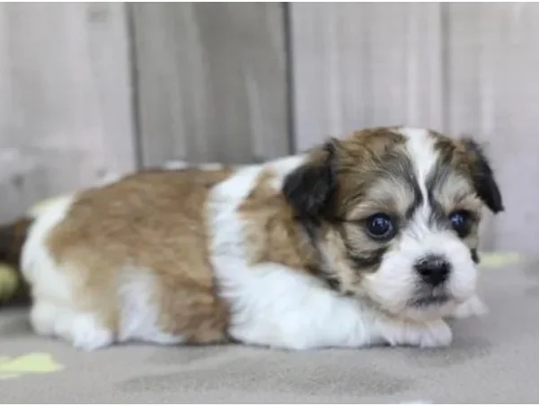 Teddy Bear female puppy adopted from Wags About You