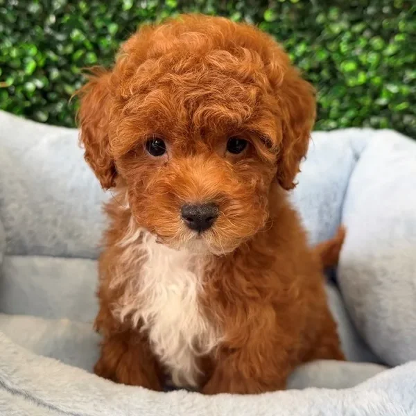 Cavapoo male puppy adopted from Wags About You